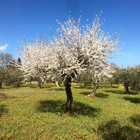 Διαμέρισμα Trulleria Tagliente