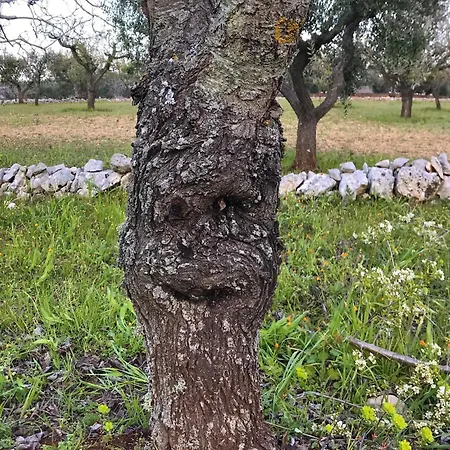 Trulleria Tagliente Διαμέρισμα *