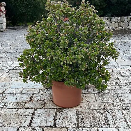 Διαμέρισμα Trulleria Tagliente *