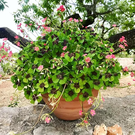 Trulleria Tagliente *