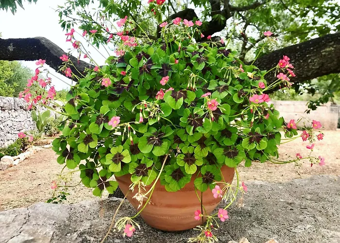 Trulleria Tagliente *